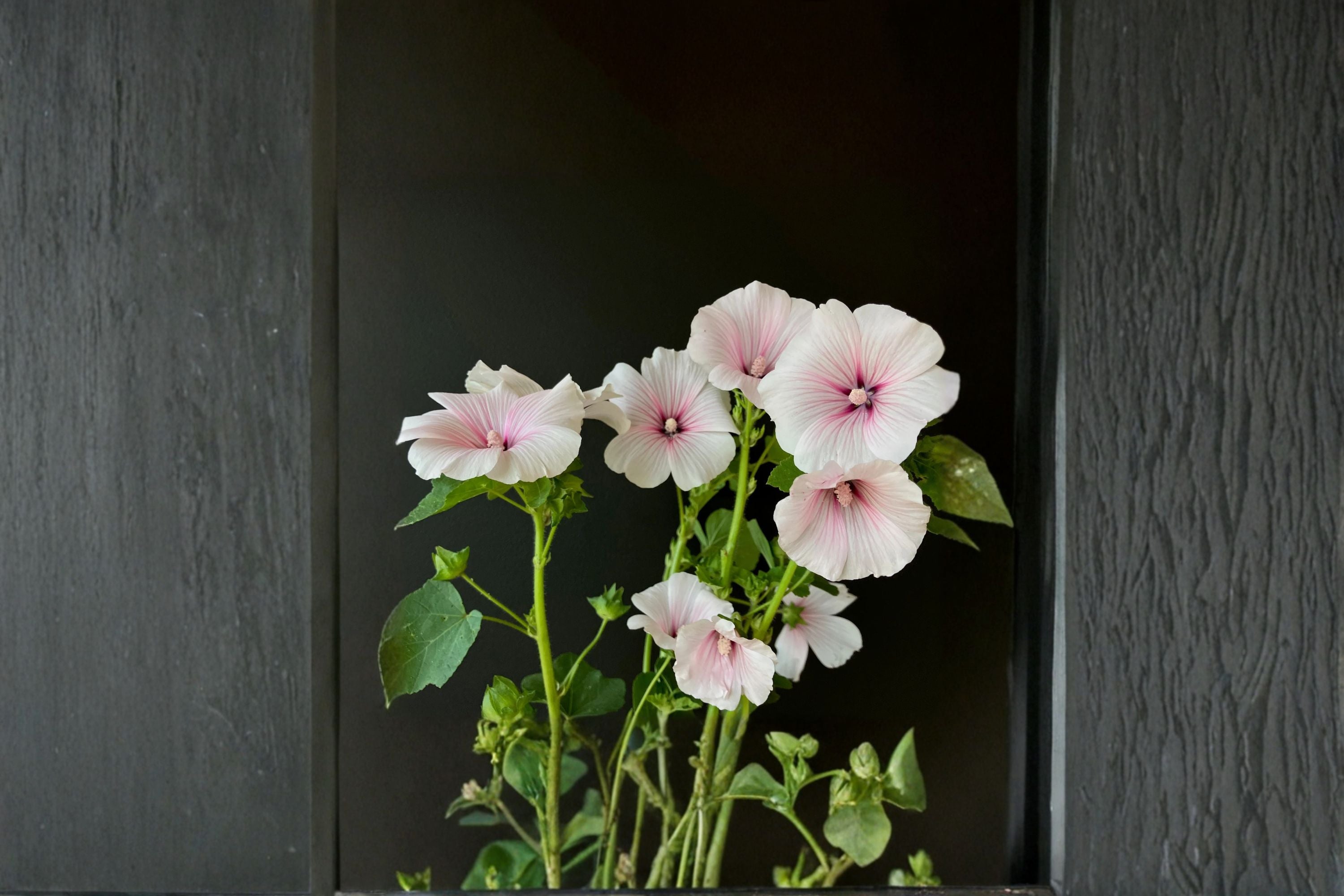 Dwarf White Rose Mallow Seeds Lavatera Trimestris Annual White Flower Compact Garden Plant Bedding Border Bloom 40 Seeds