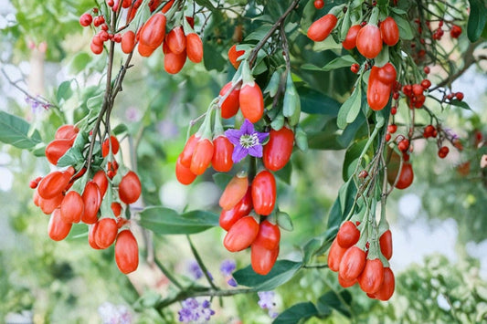 Goji Berry Live Seedling – 1 Pack – Lycium barbarum – Edible Fruit Shrub