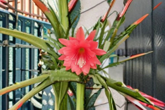 Epiphyllum Orchid Cactus 2 Cuttings – Epiphyllum spp.