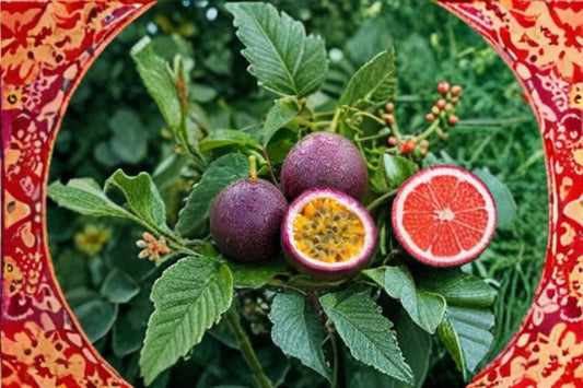 Purple Passionfruit Live Plant – 4–6" Tall – Rooted – Passiflora edulis var. edulis