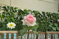 Mona Lisa Rose Live Plant – Fragrant Disease Resistant Rose