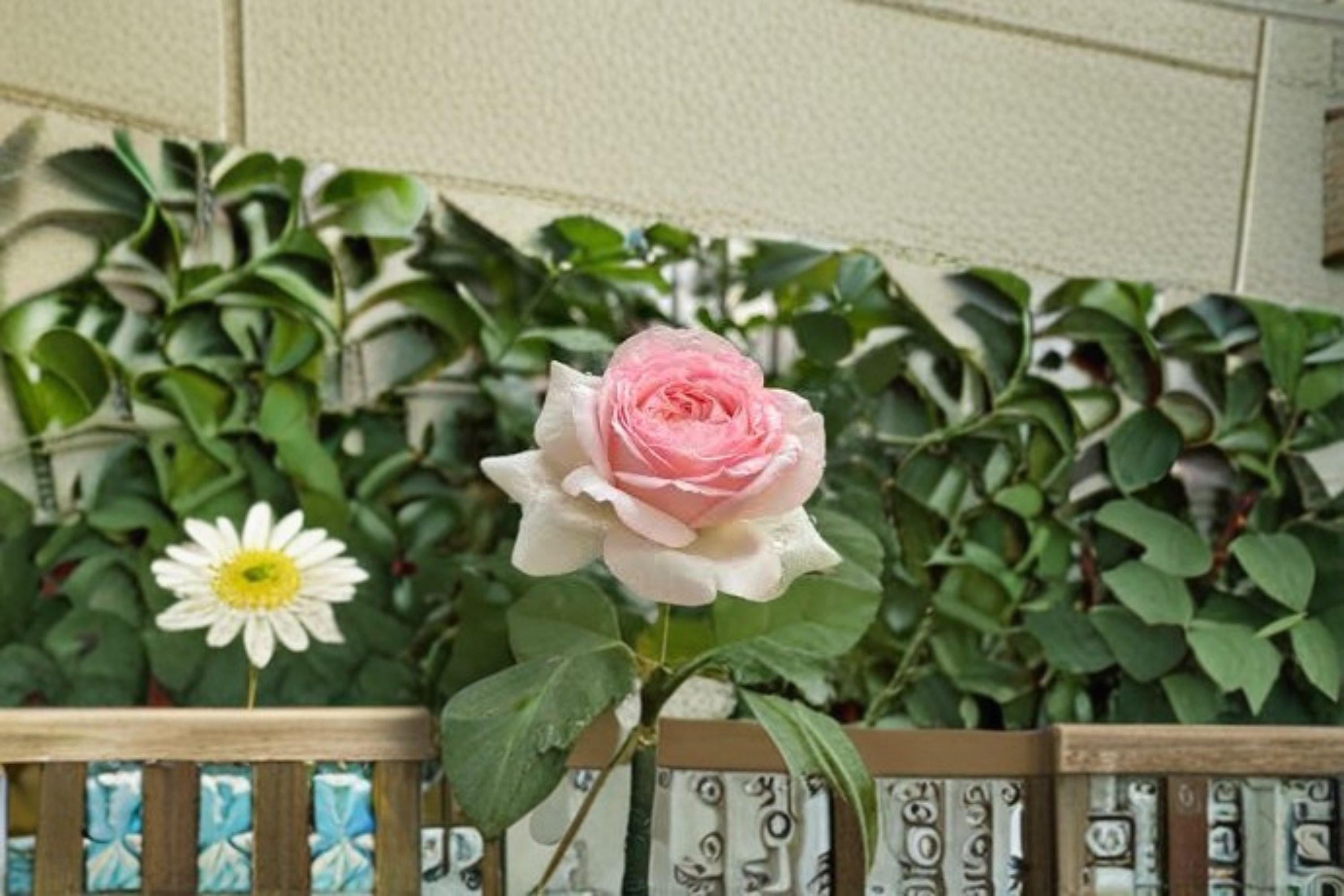 Mona Lisa Rose Live Plant – Fragrant Disease Resistant Rose