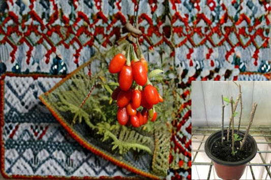 Goji Berry 3 Plants 3 Cuttings – Lycium barbarum