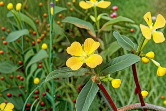 Seedbox Seeds Ludwigia Alternifolia Native Yellow Wildflower Wetland Garden Plant Meadow Pollinator Friendly 1000 Seeds