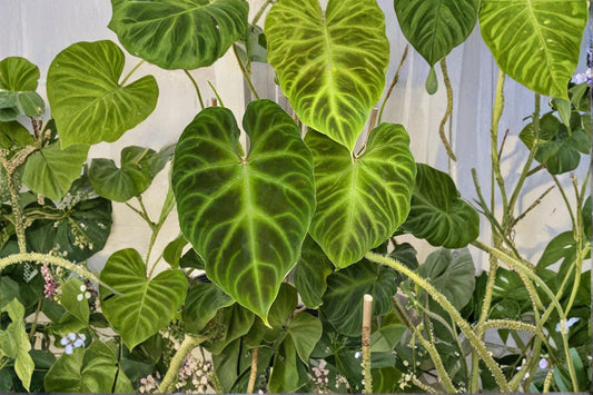 Philodendron Verrucosum Live Plant | Ecuadorian Climbing Philodendron | Rare Tropical Houseplant | 2.5 Inch Pot | Velvet Foliage Plant