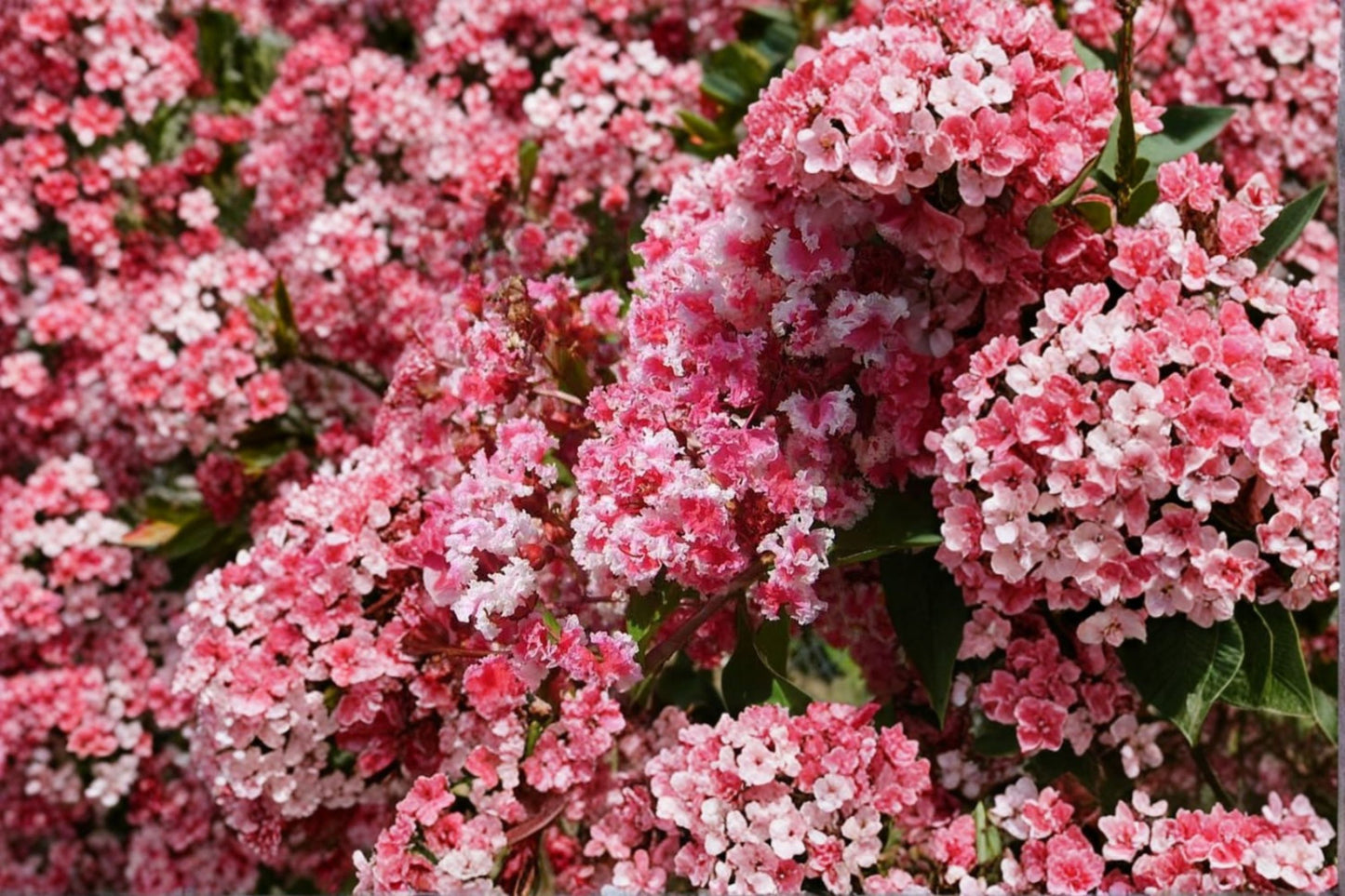 Peppermint Lace Crape Myrtle Live Plant – 8–12" Tall – 4" Pot – Pink & White Flowering Tree