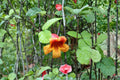 Crossvine 12 Cuttings – Bignonia capreolata