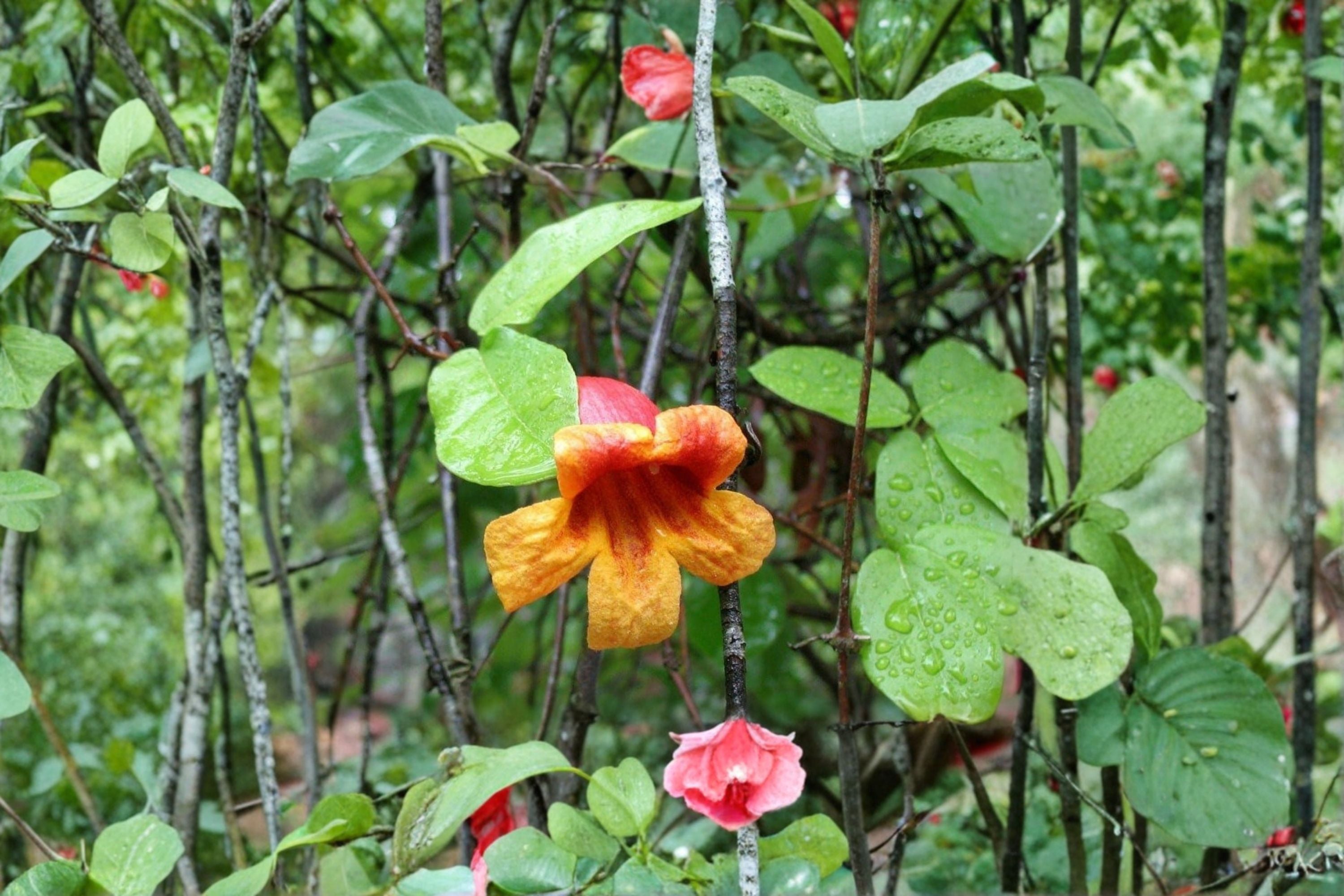 Crossvine 12 Cuttings – Bignonia capreolata