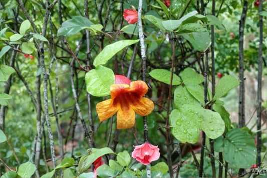 Crossvine 12 Cuttings – Bignonia capreolata