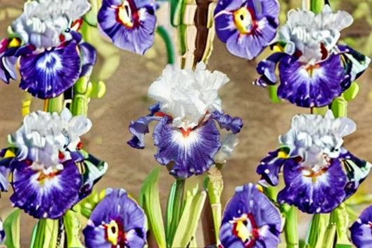 Gypsy Lord Iris Live Plant – Violet White Bearded Iris Perennial