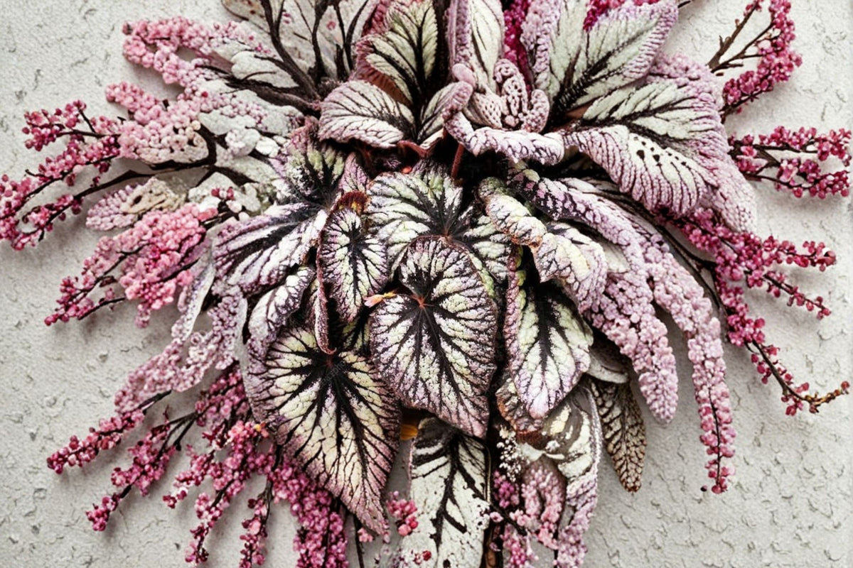 Begonia Fireworks Live Plants | 2 Pack | Colorful Begonia Houseplant | Indoor Tropical Plant | Ornamental Foliage Plant | LEAL Plants