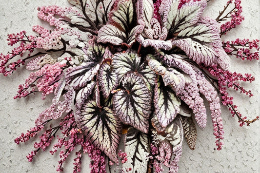 Begonia Fireworks Live Plants | 2 Pack | Colorful Begonia Houseplant | Indoor Tropical Plant | Ornamental Foliage Plant | LEAL Plants