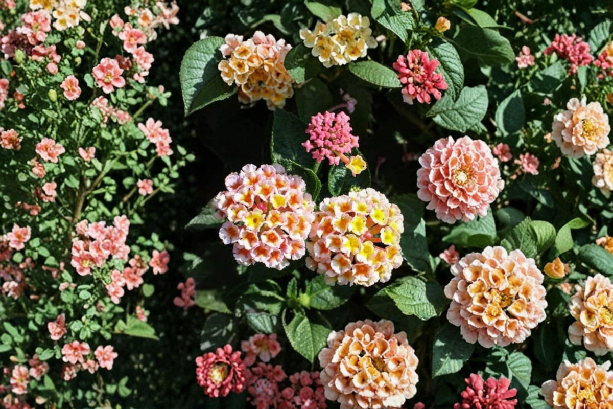 Lantana Peaches Live Plant Plug – 1–3" Tall – Peach Flowers – Lantana