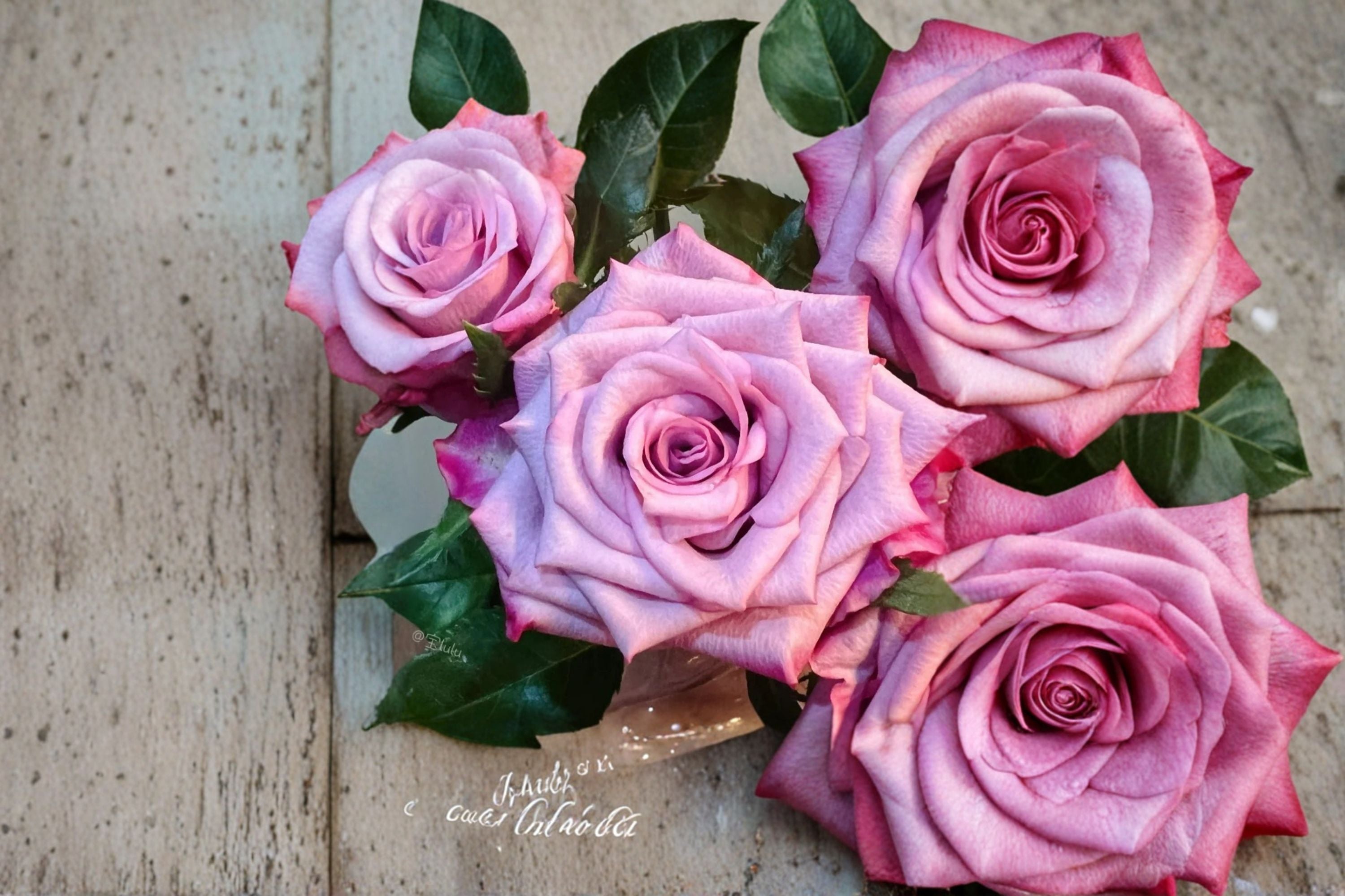 Super Purple Rose Live Plant – Deep Purple Large Bloom Cut Rose
