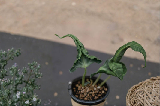 Alocasia 'Loco' Live Plant – 4" Pot – Rare Indoor Houseplant
