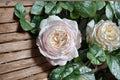 Cherry Antike Rose Live Plant – Cherry Pink Fragrant Garden Rose