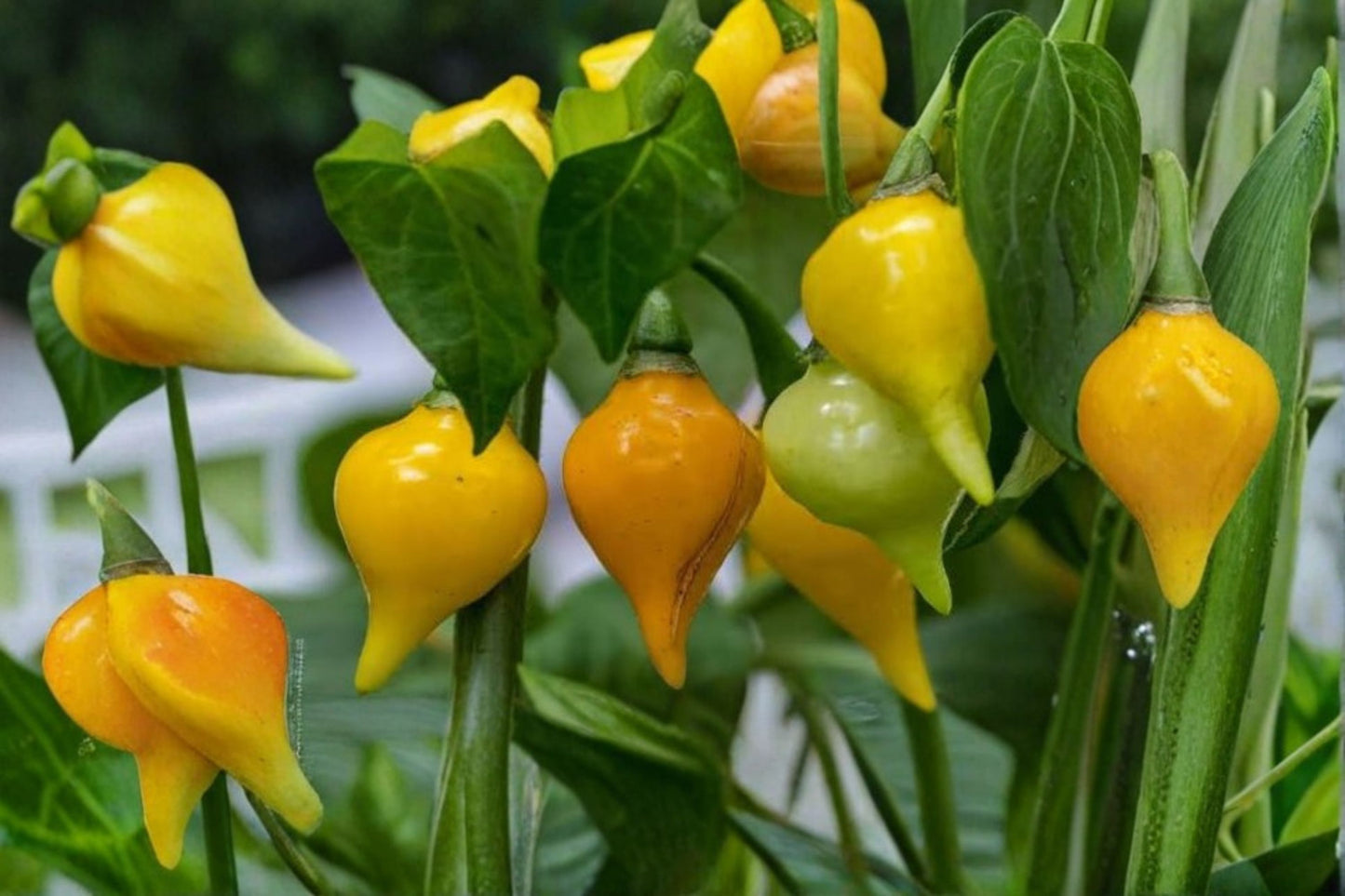 3 Biquinho Sweety Drop Yellow Chili Live Plants – Hot Pepper – Capsicum chinense