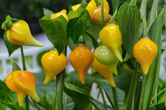 3 Biquinho Sweety Drop Yellow Chili Live Plants – Hot Pepper – Capsicum chinense