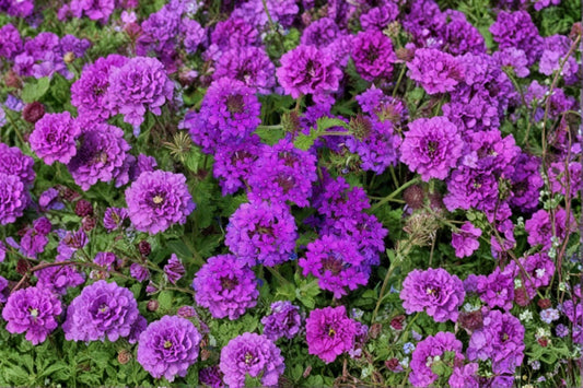 Light Lavender Verbena Live Plant – 4–5" Tall – Verbena canadensis