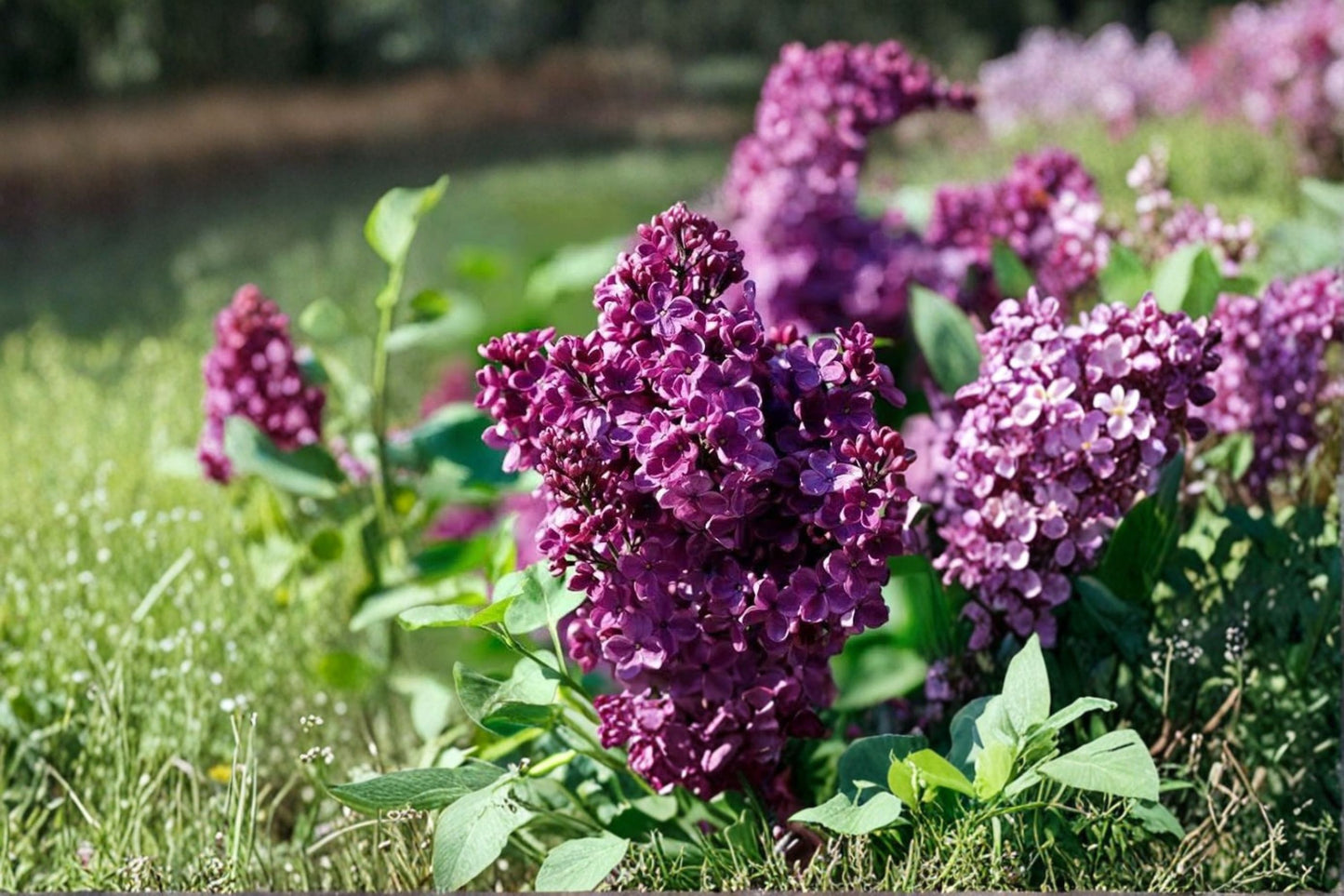 Lavender Lilac Shrub Live Plant – 2–3 Year Old – Fragrant Syringa vulgaris