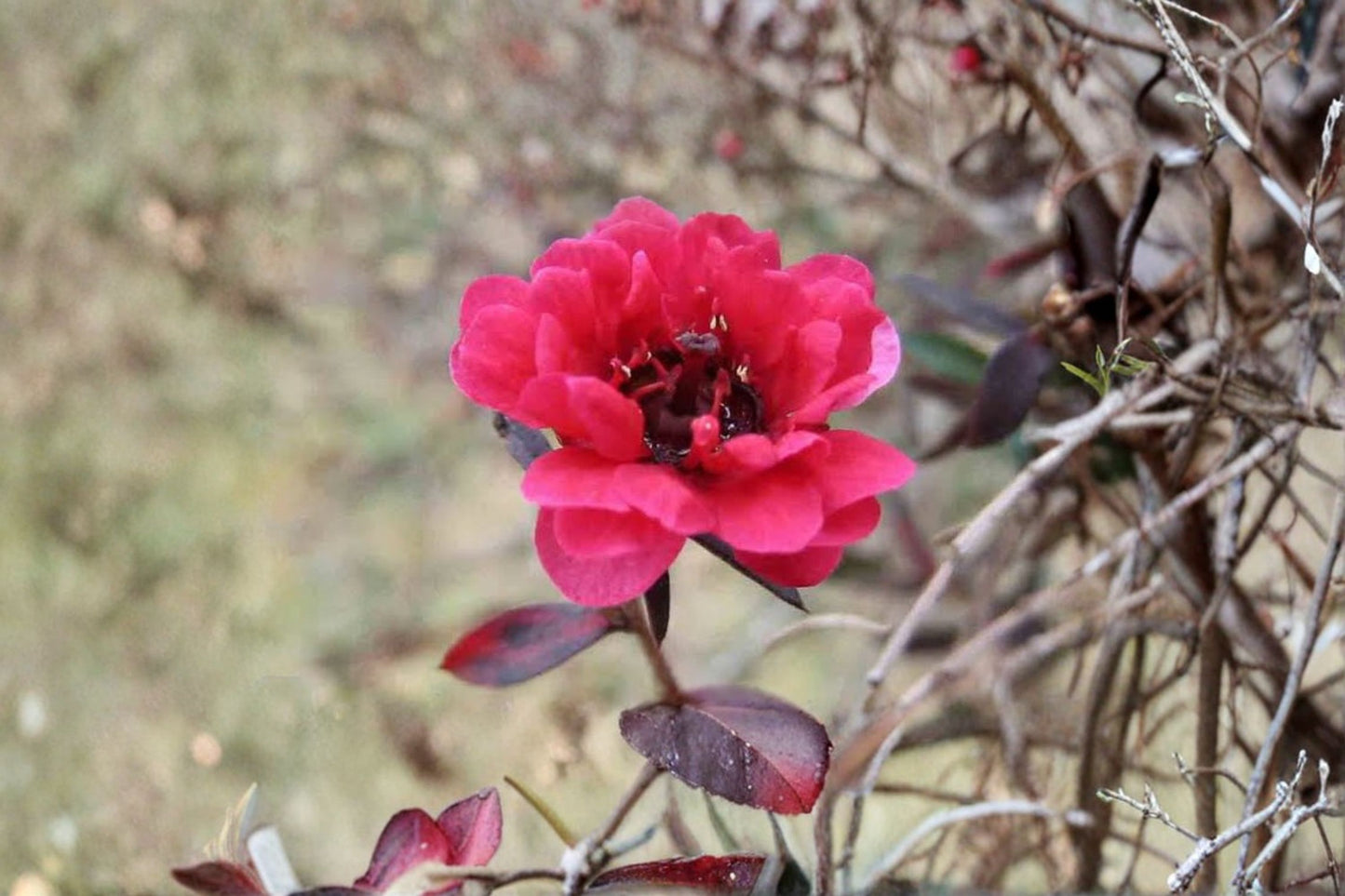 New Zealand Tea Tree 'Ruby Glow' Live Plant – 4–6" Tall – Leptospermum scoparium
