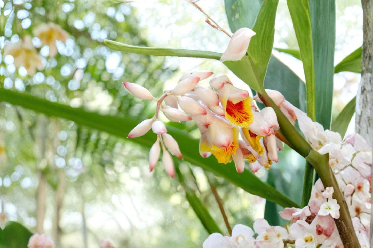 Shell Ginger Live Plant Rhizome – Porcelain Lily – Alpinia zerumbet