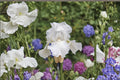 Immortality Iris Live Plant – White Bearded Iris Perennial