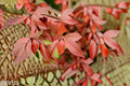 Red Tip Photinia Live Plant – Evergreen Hedge Shrub