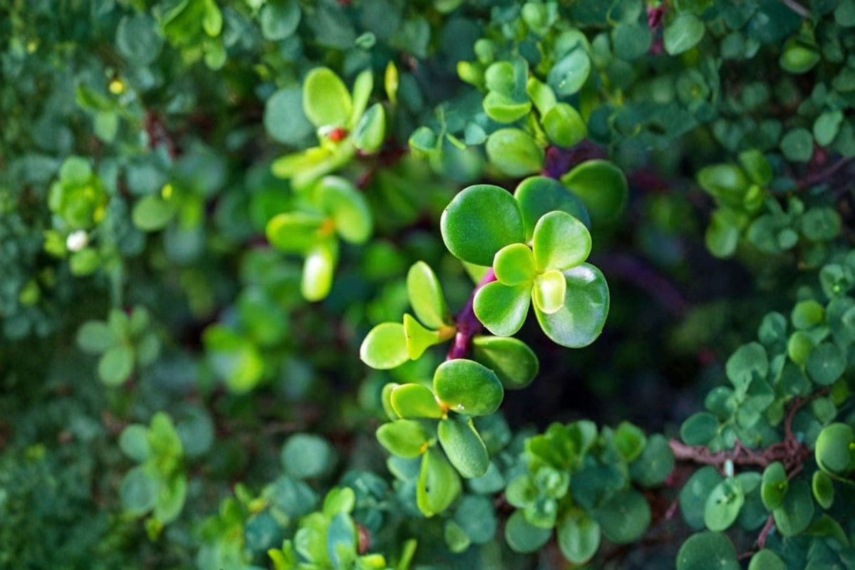 10 Miniature Jade Cuttings | Elephant Bush Live Unrooted Cuttings | Portulacaria afra | Succulent Plant Cuttings | Propagation
