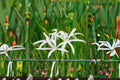 Crinum Americanum Live Bulb – White Pink Swamp Lily