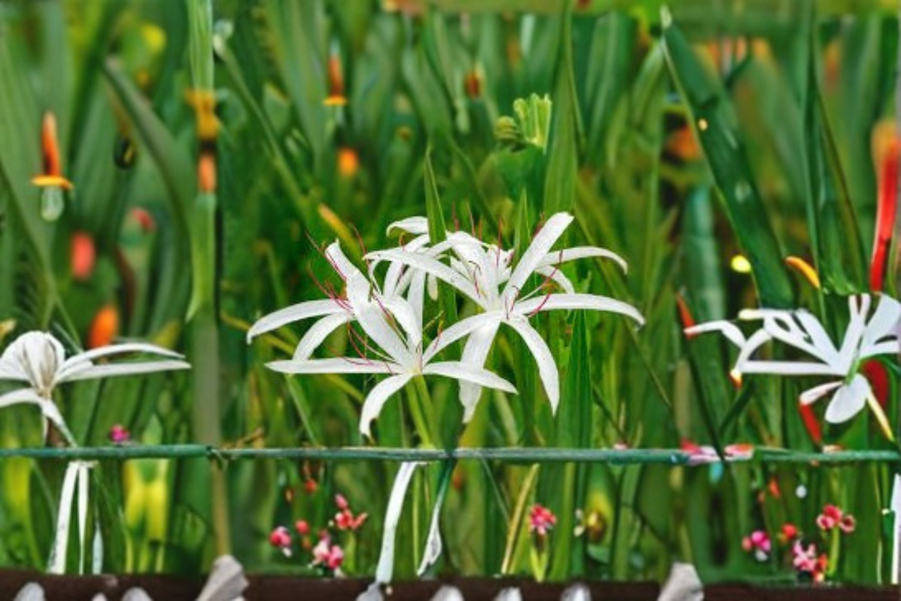Crinum Americanum Live Bulb – White Pink Swamp Lily
