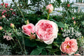 Senlitsu Rose Own Root Live Plant – Japanese Garden Rose