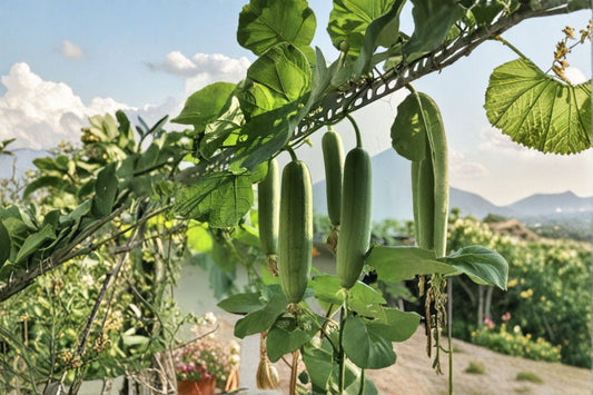 Luffa Live Plant – 4" Pot – Sponge Gourd Vine – Luffa aegyptiaca