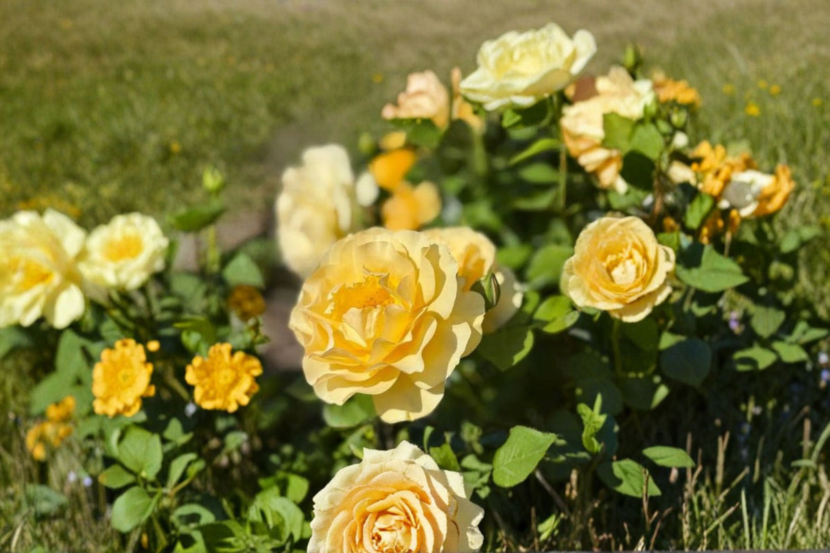 Julia Child Rose Live Plant | Rooted Yellow Floribunda Rose | Fragrant Golden Yellow Rose | 6 Inch Live Rose Bush | Flowering Garden Plant