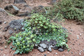 Umbrella Liverwort 1 Plant – Marchantia polymorpha