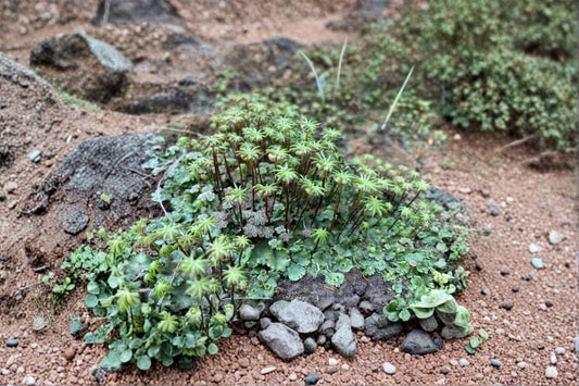 Umbrella Liverwort 1 Plant – Marchantia polymorpha
