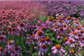 Purple Coneflower 1 Plant – Echinacea purpurea