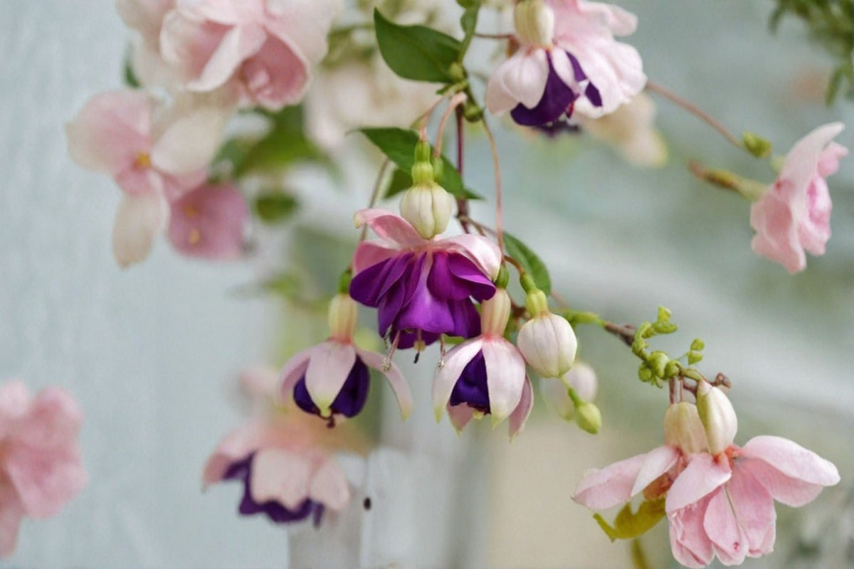 Lena Fuchsia Live Plant | Fuchsia 'Lena' | Flowering Ornamental Fuchsia | 5 Inch Pot | Patio Container Plant | Live Fuchsia