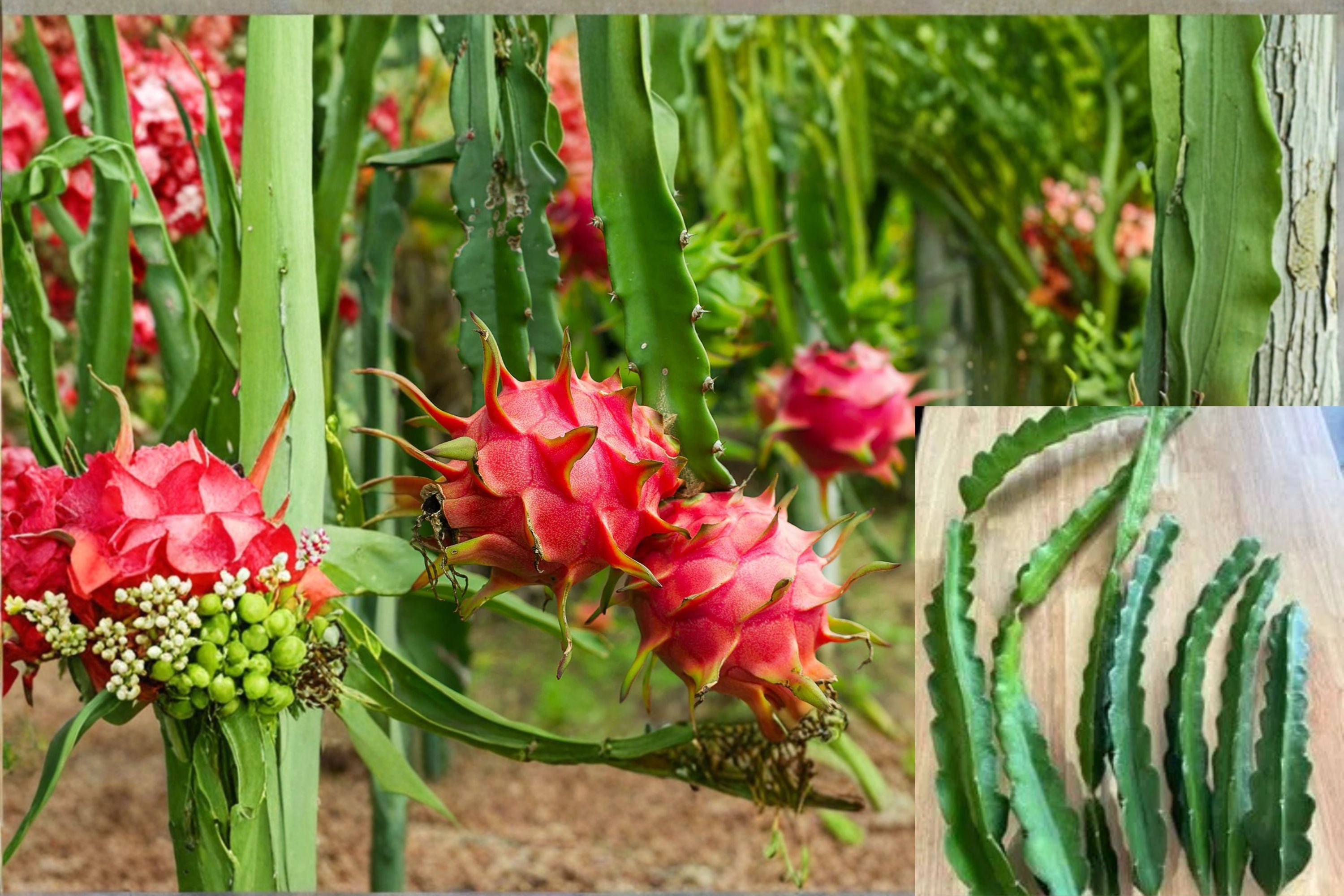 American Beauty Dragon Fruit 3 Cuttings – Hylocereus guatemalensis