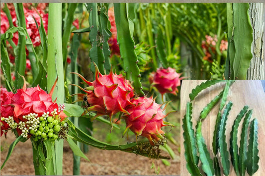 American Beauty Dragon Fruit 3 Cuttings – Hylocereus guatemalensis