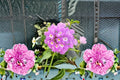 Lavender Lantana 1 Plant – Lantana montevidensis