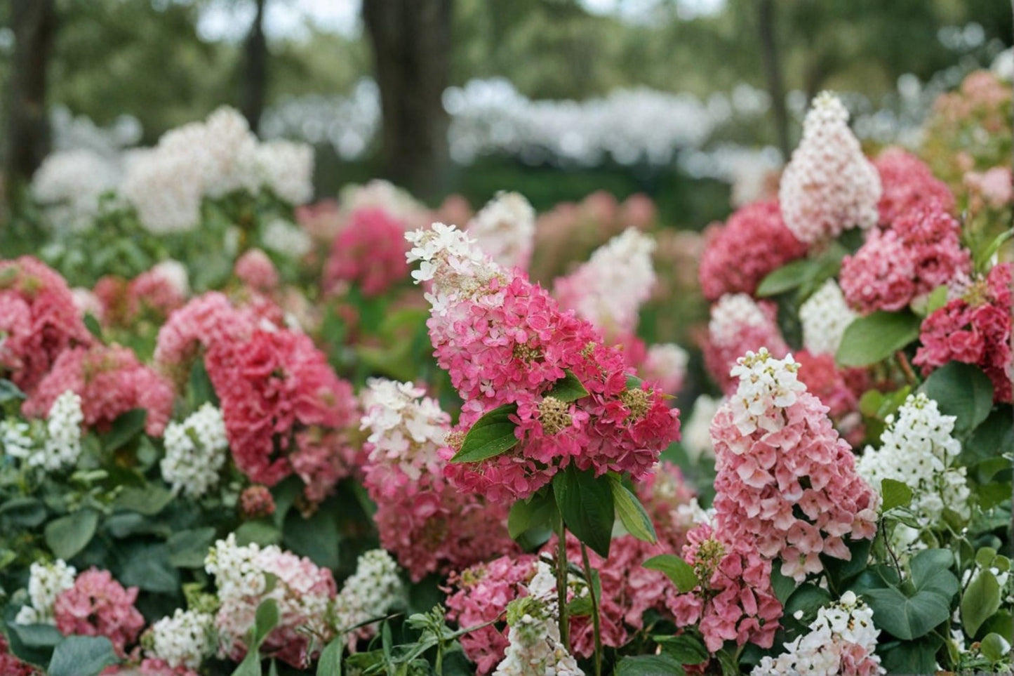 Pinky Winky® Hydrangea Live Plant – 6–12" Tall – Quart Pot – Hydrangea paniculata
