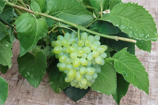 Hope Bunch Seedless Grape Vine 2 Live Plants – 1–2 Year Old