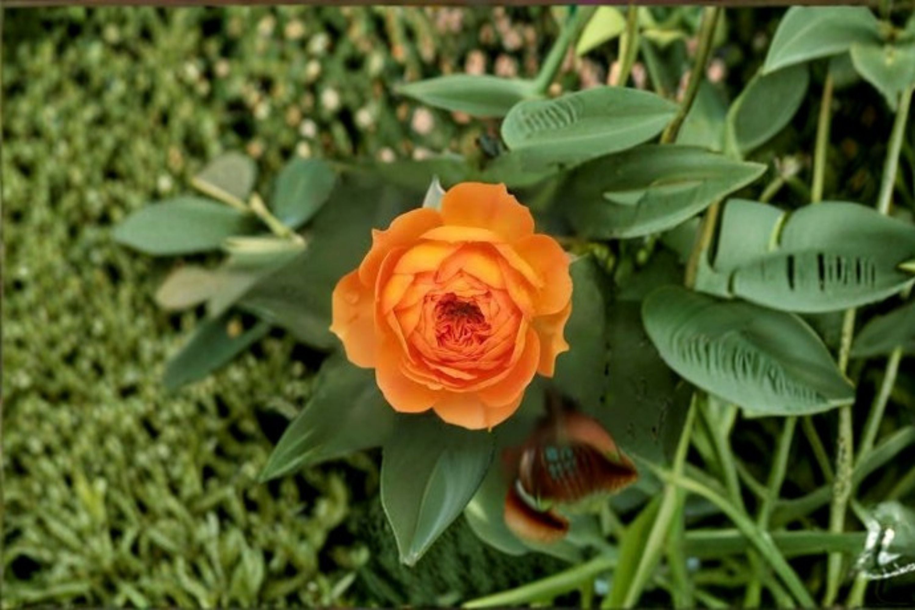 Honey Caramel Climbing Rose Live Plant – French Repeat Blooming Rose