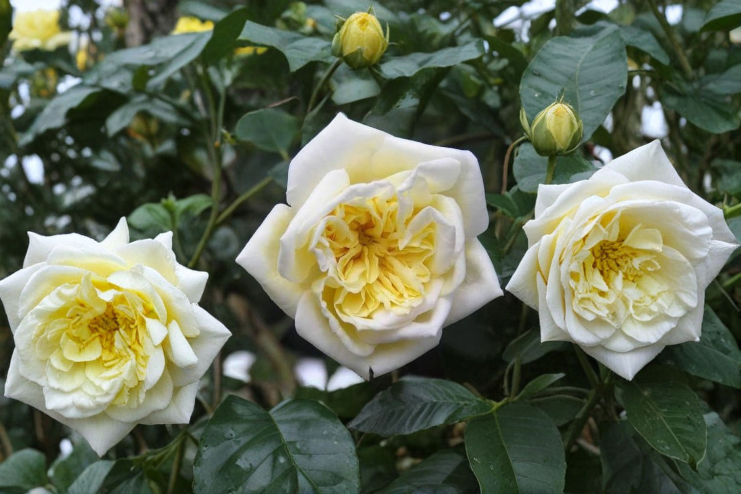 Alberic Barbier Rambler Rose Live Plant – 6" Pot – Cream Yellow to White Blooms – Rosa 'Alberic Barbier'