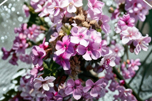 Garden Lilac 'Bambini Lucky Lilac' Live Plug Plant – 1–3 Inch Tall – Dwarf Lilac Shrub