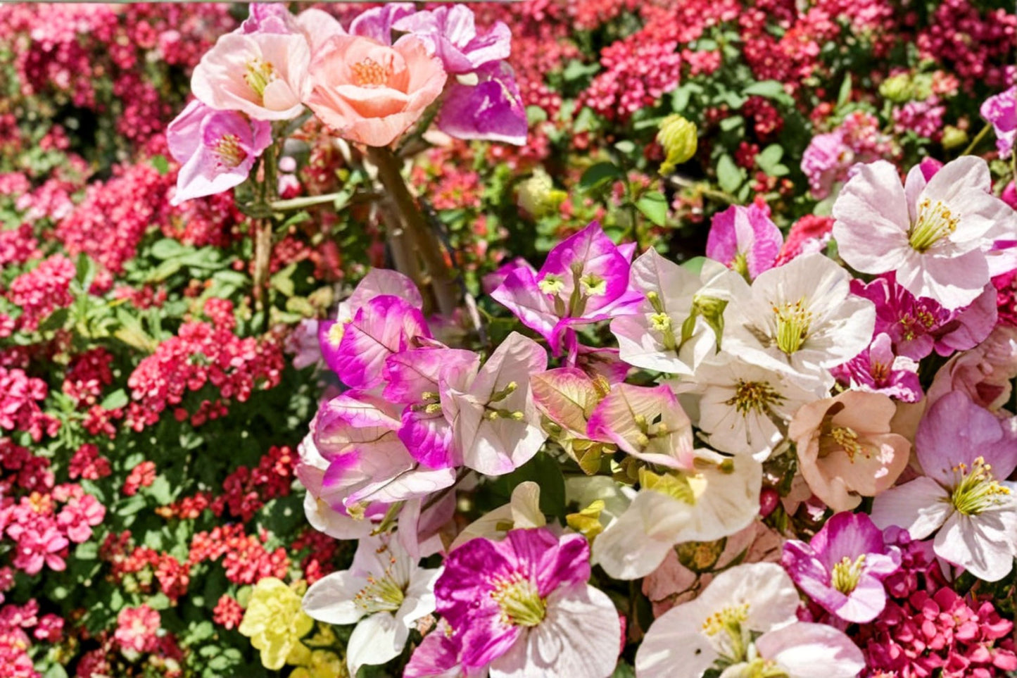 Imperial Thai Delight Bougainvillea Live Plants (2 Pack) – 4–6" Tall – Bare Root – Bougainvillea spp.