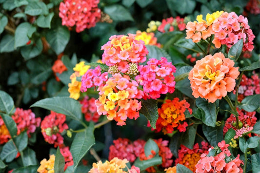 Lantana 1 Plant – Lantana camara
