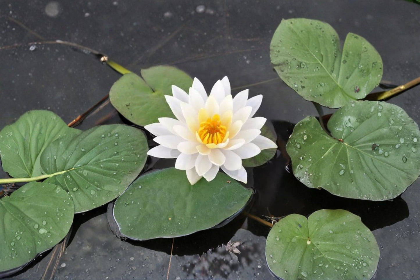 White Hardy Water Lily Bare Root Tuber – 1–2" Live Pond Plant – Nymphaea Hybrid