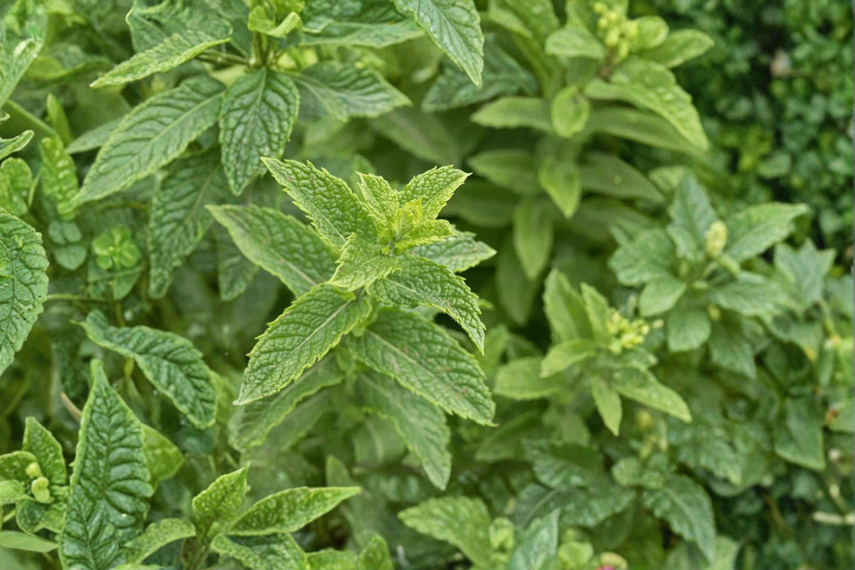 Lime Mint Live Plant | Mentha × gentilis | Fragrant Mint Herb | 3 Inch Pot | Lime-Scented Mint | Perennial Container Herb
